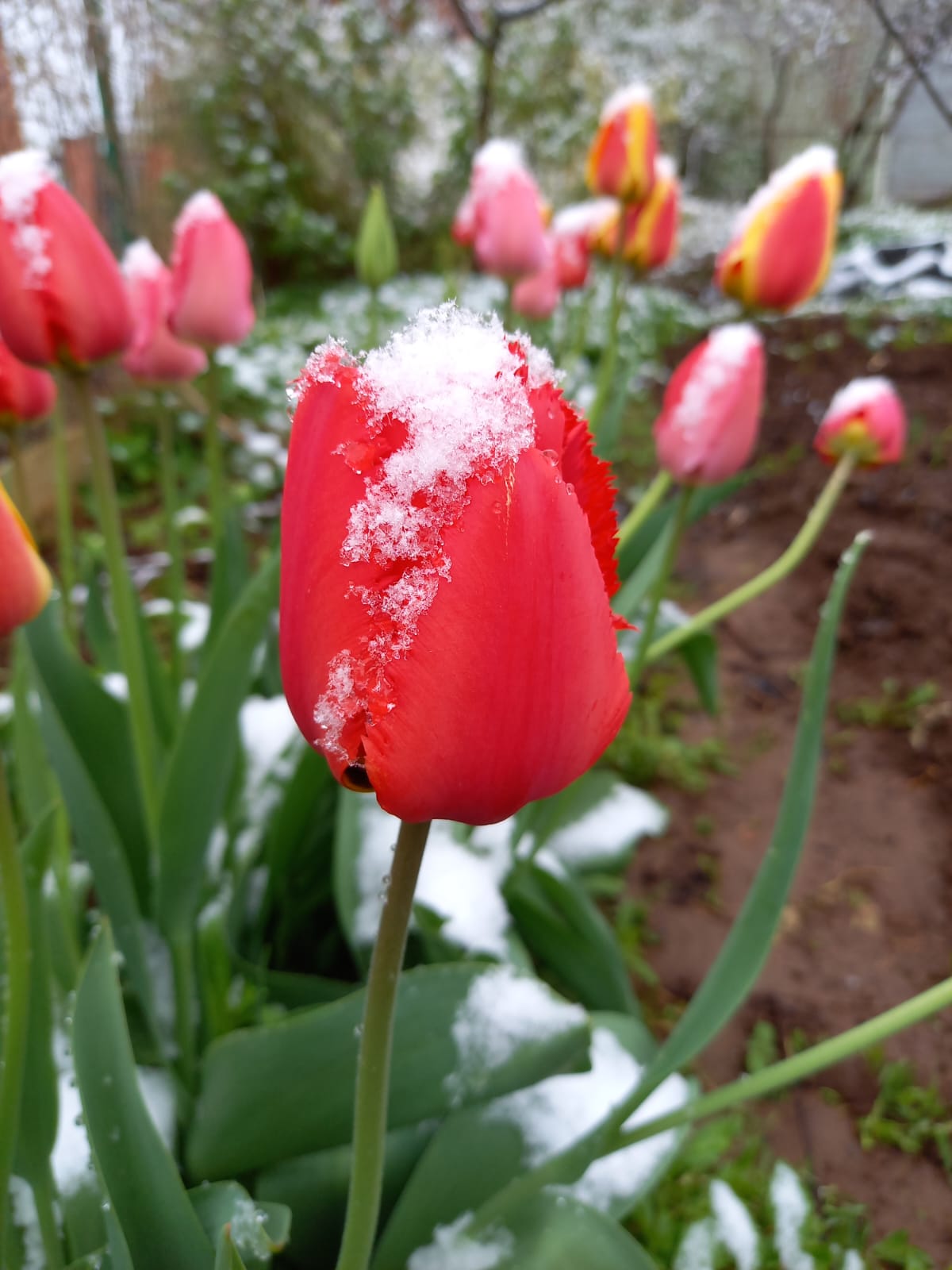 Тюльпаны и снег
