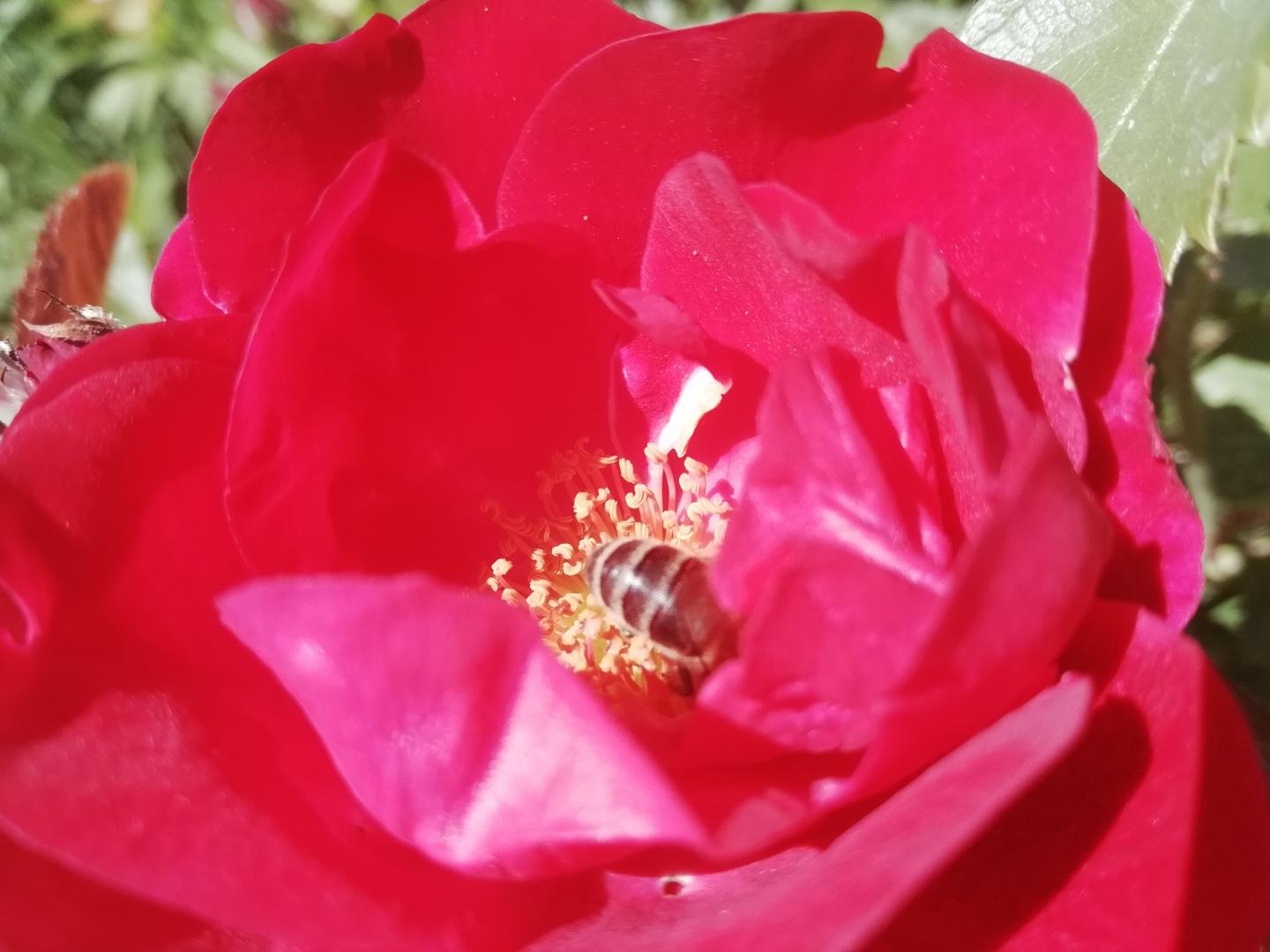 роз-пчела